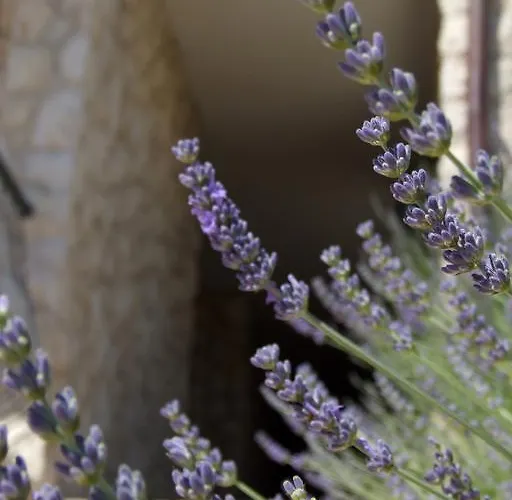 דירה Fox קאבטאט