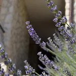 Apartman Fox Cavtat